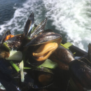 Mosselen JUMBO 2kg (horeca kwaliteit)