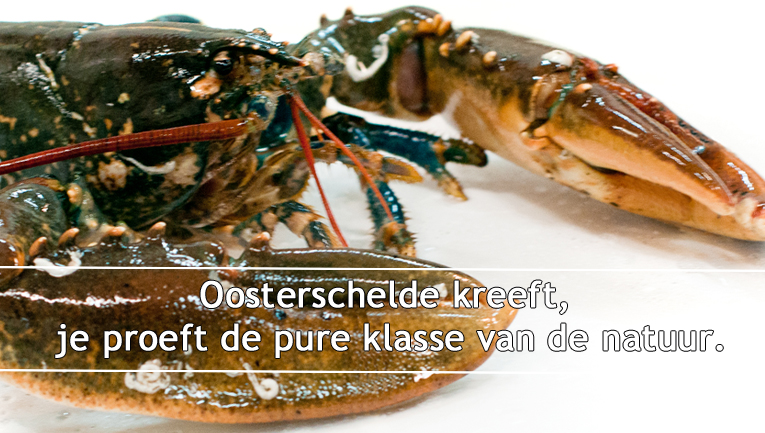 Oosterschelde kreeft