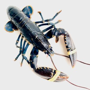 Verse kreeft uit Canada