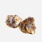 Oesters