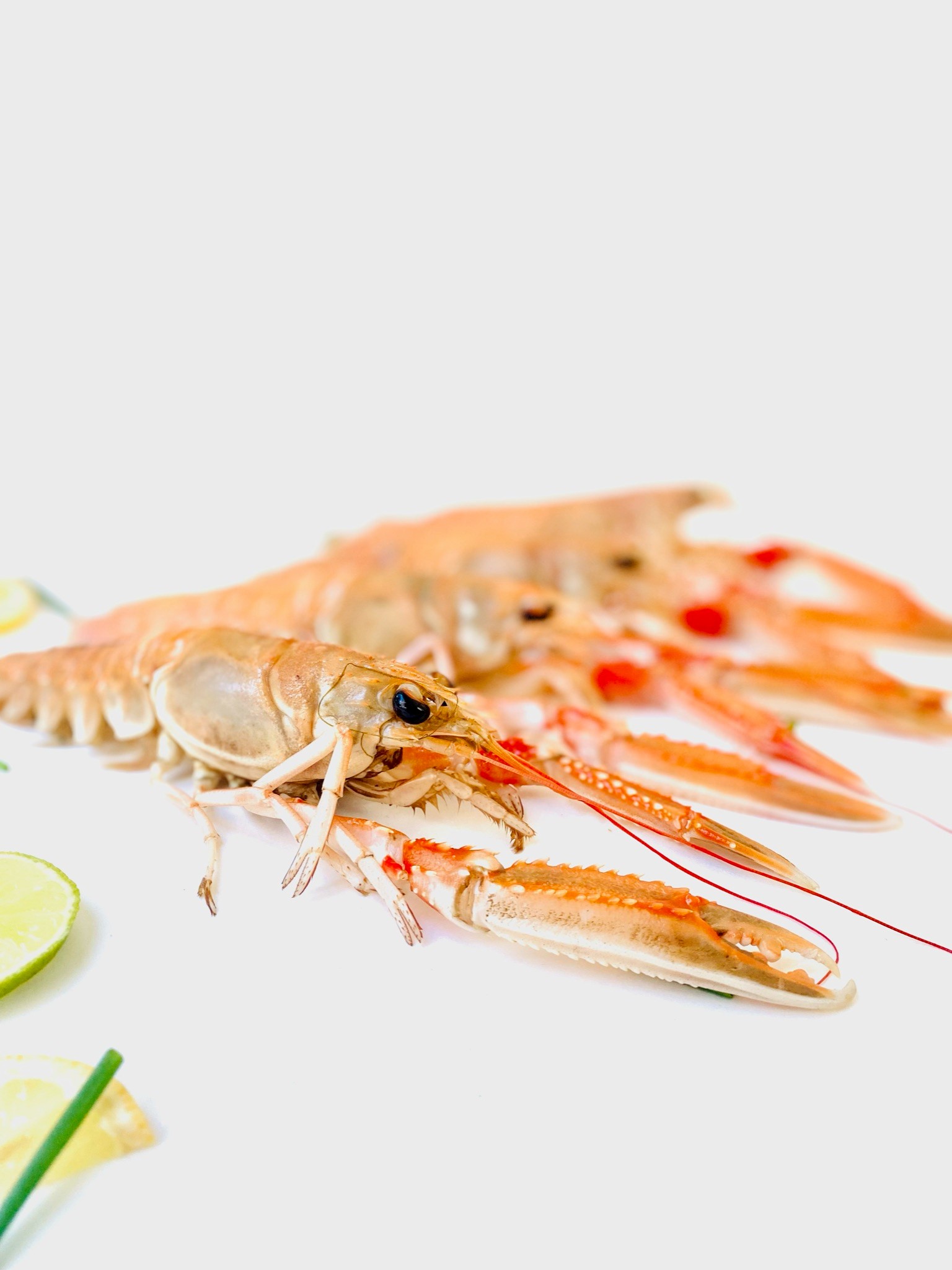 Langoustine - Afbeelding 3