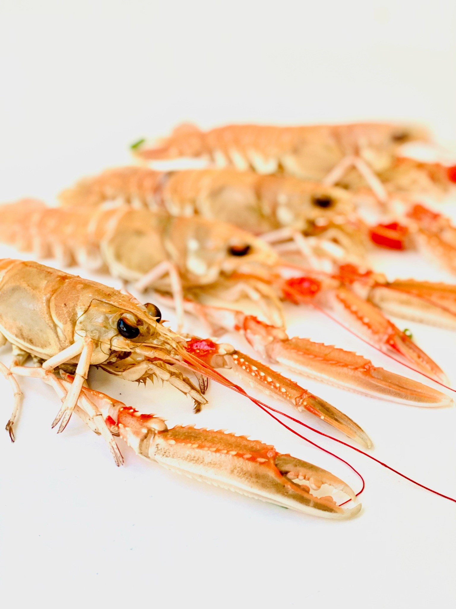 Langoustine - Afbeelding 2