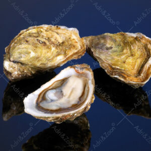 Spéciales GEAY 12 stuks