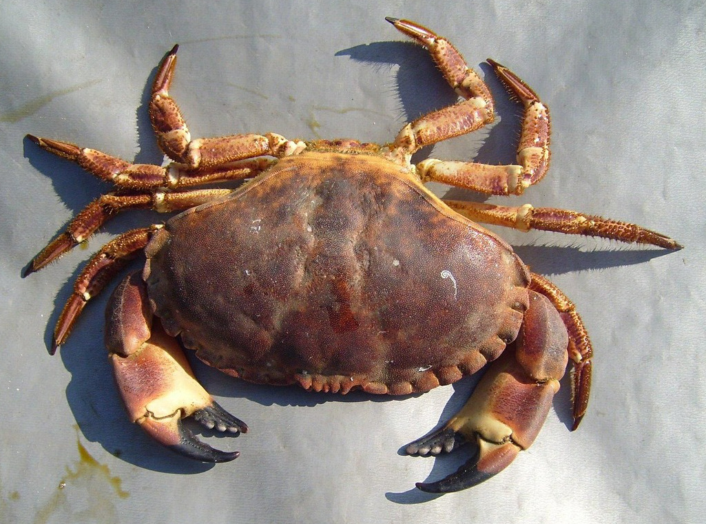 Krab 1kg - Afbeelding 4
