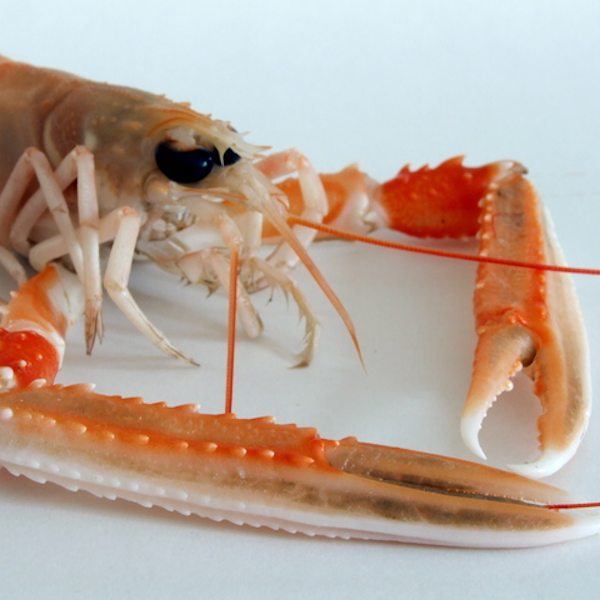 Langoustine - Afbeelding 5