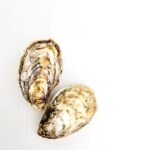Zeeuwse Oesters
