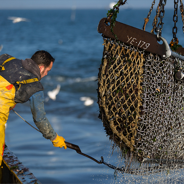 Zeeuwse Mosselen