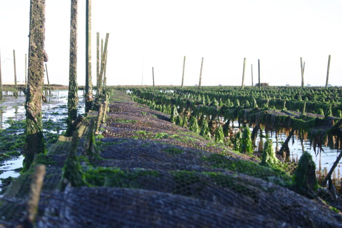 Tableau de Zelande Oosterschelde